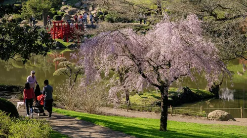 Le Parc Oriental de Maulévrier prépare la saison du Hanami