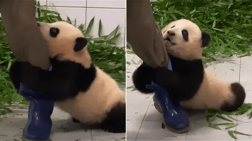 VIDEO. Un bébé panda s'accroche à la jambe de son soigneur et fait...