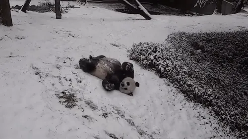 VIDEO. Un panda s'amusant dans la neige fait fondre la toile