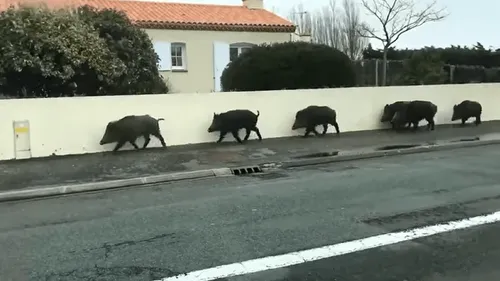 VIDEO. Vendée : des sangliers se promènent dans les rues de...