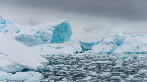 Bob l’Éponge découvert sous l’Antarctique !