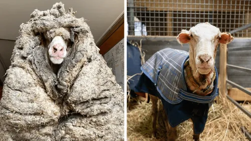 Australie : un mouton délesté de son pelage de 35 kg