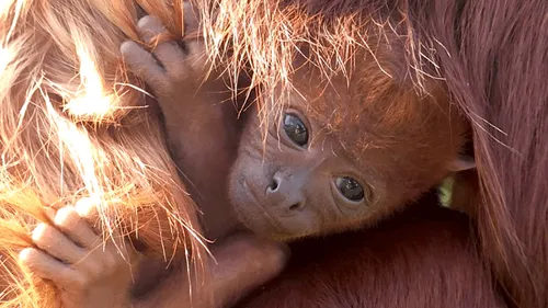 Un bébé singe hurleur roux est né à Planète Sauvage !