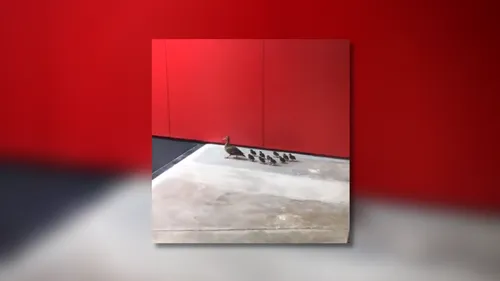 VIDEO. Une famille de canards s’invite à la H Arena de Nantes