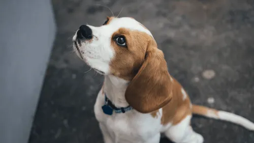 Homologation en Russie du premier vaccin anti-Covid pour animaux