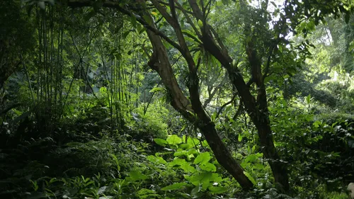 Après un crash d’avion, il survit 36 jours dans la forêt amazonienne