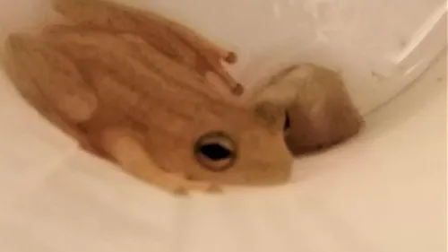 Bordeaux : elle découvre une grenouille de Guadeloupe dans sa banane