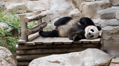 Zoo de Beauval : Huan Huan attend (peut-être) un bébé panda !