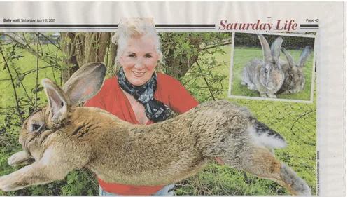 Le "plus grand lapin du monde" volé en Angleterre