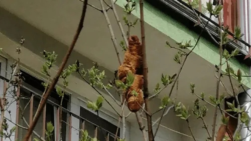 Pologne : un animal inquiétant se révèle être... un croissant