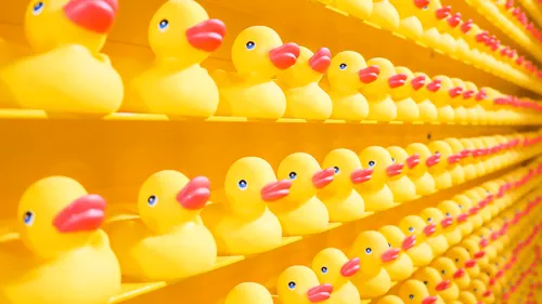 Montaigu : Le record du monde du nombre de canards en plastique...