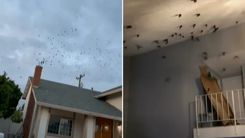 Des centaines d'oiseaux s'introduisent dans deux maisons en Californie