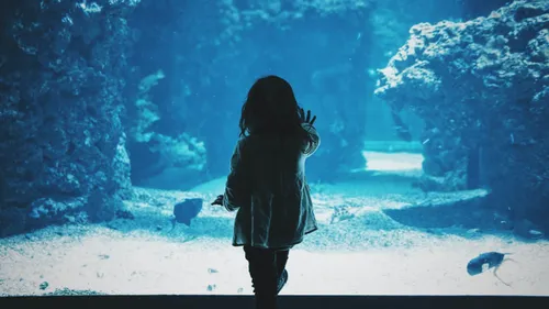 Déconfinement : les aquariums rouvrent à partir du 19 mai