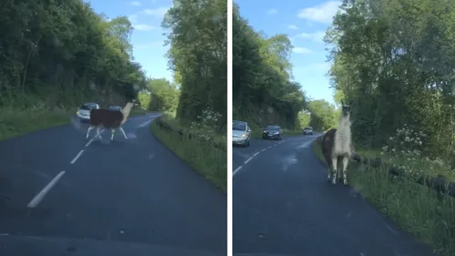 Un lama surprend des automobilistes près d’Angers