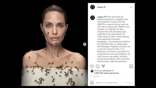 La protection des abeilles, le nouveau combat d’Angelina Jolie