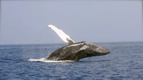 Un pêcheur avalé puis recraché par une baleine s’en sort sain et sauf