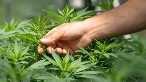 Puy-de-Dôme : des plants de cannabis commercialisés par erreur en...