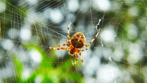 Une nouvelle espèce d’araignée découverte dans le Pas-de-Calais