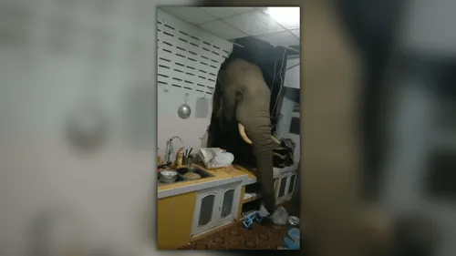 Thaïlande : un éléphant s'introduit dans une cuisine