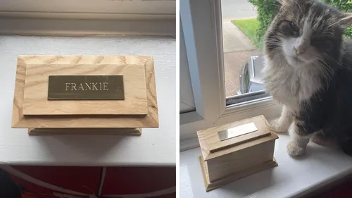 Ils pensent incinérer leur chat et le retrouvent deux semaines après