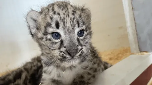 Naissance exceptionnelle de deux panthères des neiges au Bioparc de...