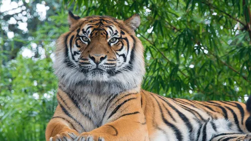 États-Unis : un zoo californien commence à vacciner ses animaux