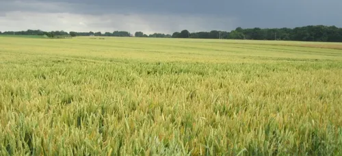 Un agriculteur écope de 4 mois de prison ferme pour avoir tiré sur...