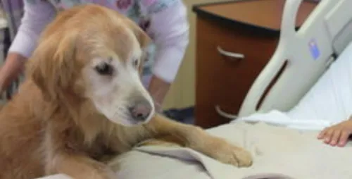 Hôpital de Rabat: premier hôpital marocain à intégrer la thérapie...