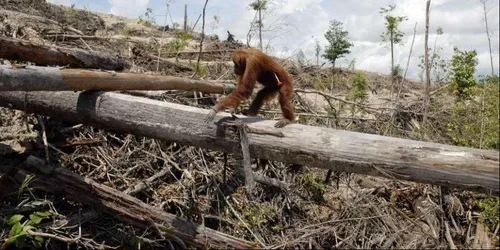 (Vidéo) Faire pousser une forêt Beur FM pour que ce drame n'ait...