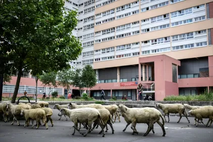 Des moutons dans les rues d'Aubervilliers ? L'extrême droite...