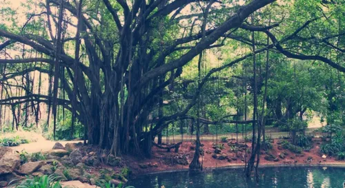 Le saviez-vous? Tarzan a été tourné à Alger