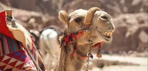 Une touriste américaine poursuit TripAdvisor pour une chute de...