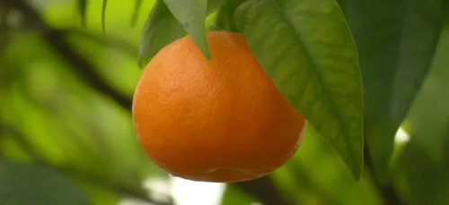 900 ouvriers agricoles marocains au secours de la clémentine corse !