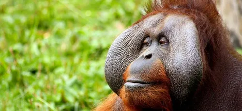 Il est arrêté avec un orang-outan drogué dans sa valise