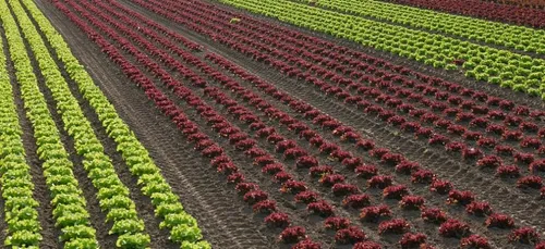 Quel taux de pesticides dans nos urines ? Une campagne de...