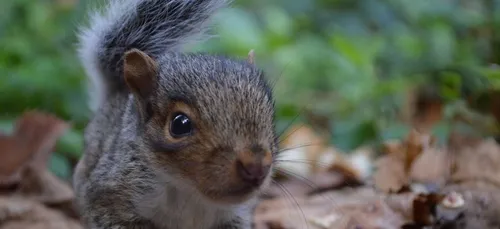 Gironde : la LPO lance un appel aux dons pour soigner plus de...