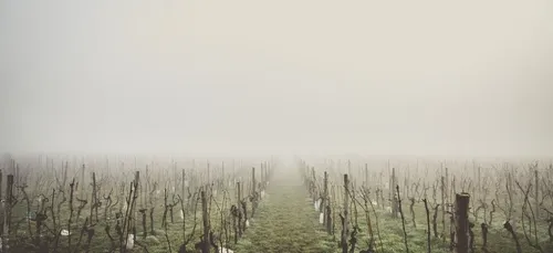 Nouvelle-Aquitaine : un épisode de gel est redouté ces prochaines...