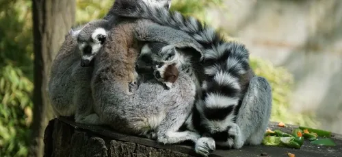 Gironde : le zoo de Pessac est ouvert pendant les vacances