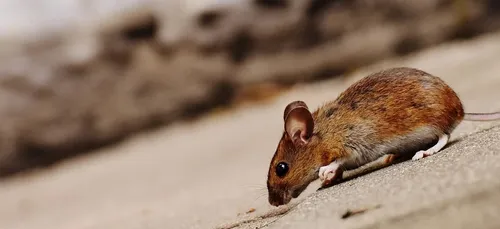 Une patiente filme des souris dans sa chambre d'hôpital (vidéo)