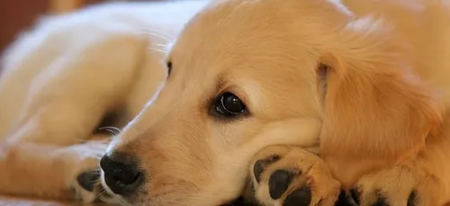 Gironde : les solutions de l’association Vénus pour réduire le...