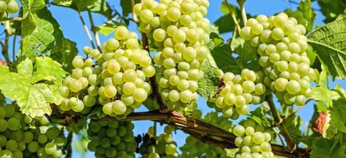 Nouvelle-Aquitaine : les vignes touchées par le gel
