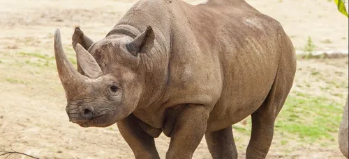 Un financement participatif lancé par le muséum de Bordeaux pour...