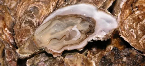Gironde : les huîtres du Banc d’Arguin contaminées par des...