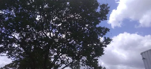 Tempête Miguel : des dégâts et annulations en série en Gironde