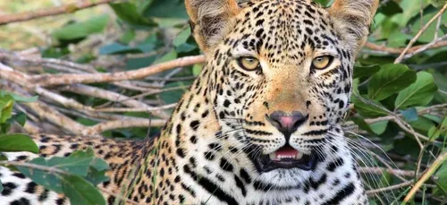 Un léopard tue un enfant de deux ans dans un parc national