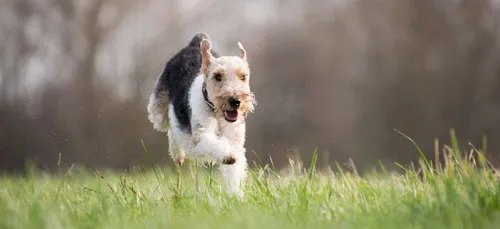 Il lance sa canette du 3ème étage, son chien se tue en voulant la...