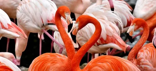 Flamingo Pose : la nouvelle tendance sur Instagram (Photos)