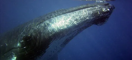 Bassin d’Arcachon : la baleine aperçue jeudi à La Teste est morte