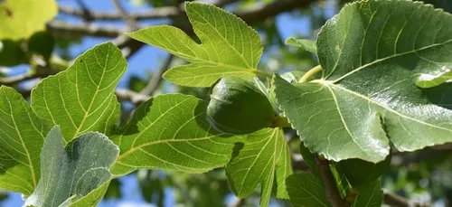 Nouvelle-Aquitaine : des enfants brûlés par des feuilles de figuier