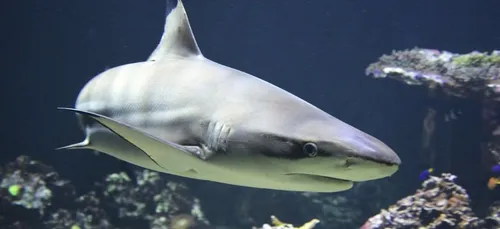 Il sauve ses enfants d'un requin alors qu'il filmait avec son drone...